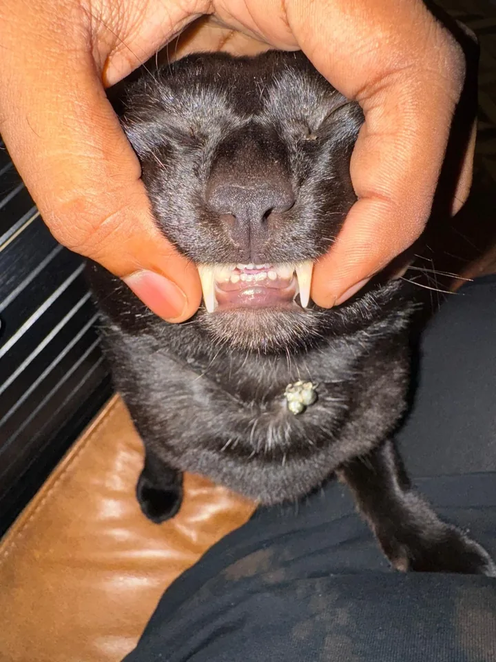 The senior web designer, the real one: a black cat showing his fangs